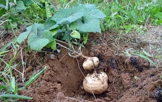 5 Seeds Yam Bean, Thai Vegetables, Jicama, Mexican Turnip Potato, Natural, Non GMO