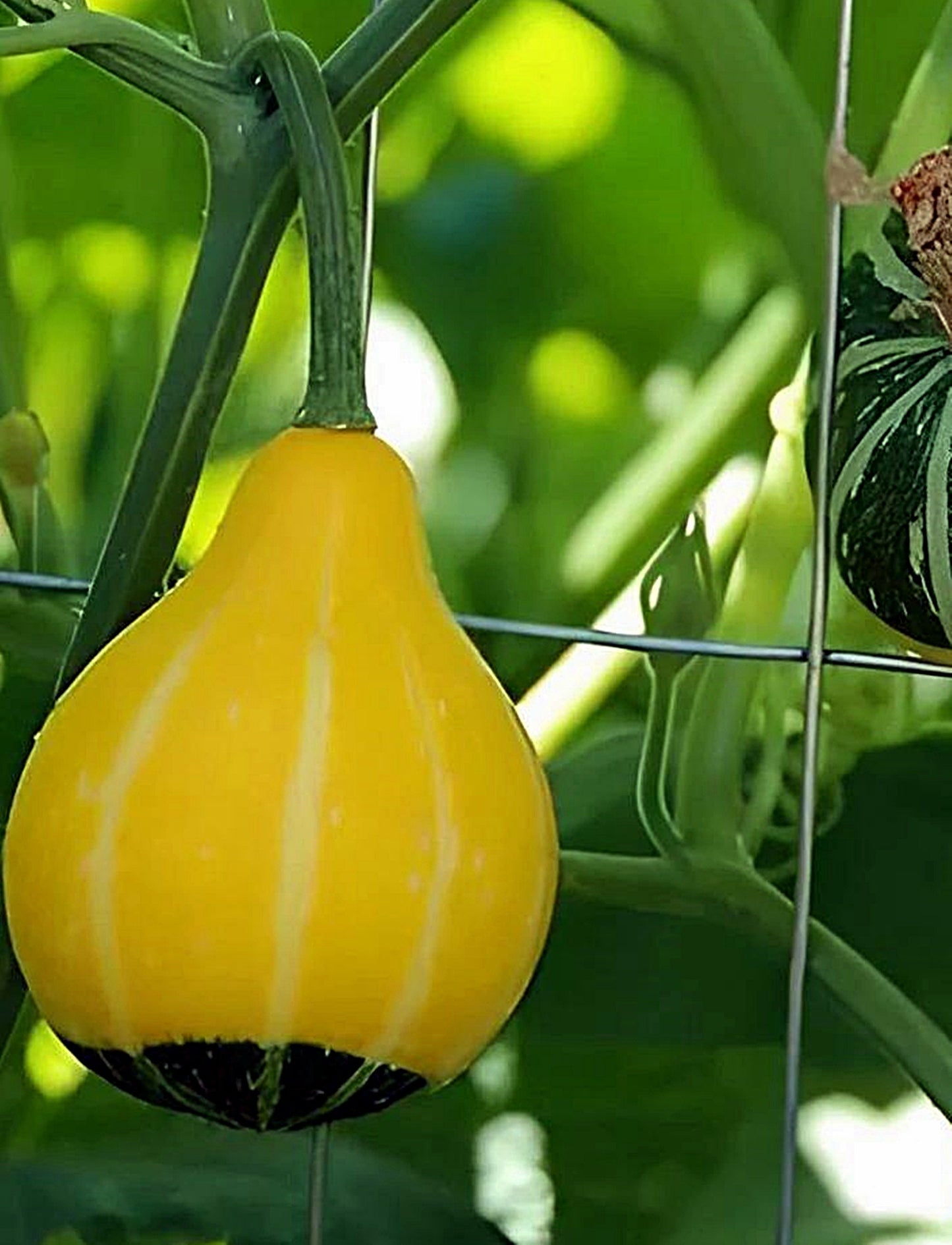 5 Seeds Ornamental Gourd Pear Bicolor Miniature Gourd Yellow and Green Calabash