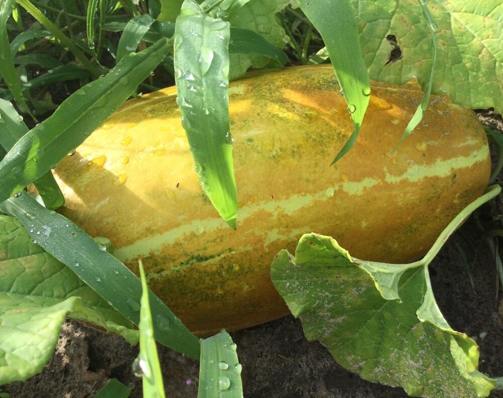 15 Seeds Thai Golden Musk Melon, Ripe Melon, Natural, Non GMO
