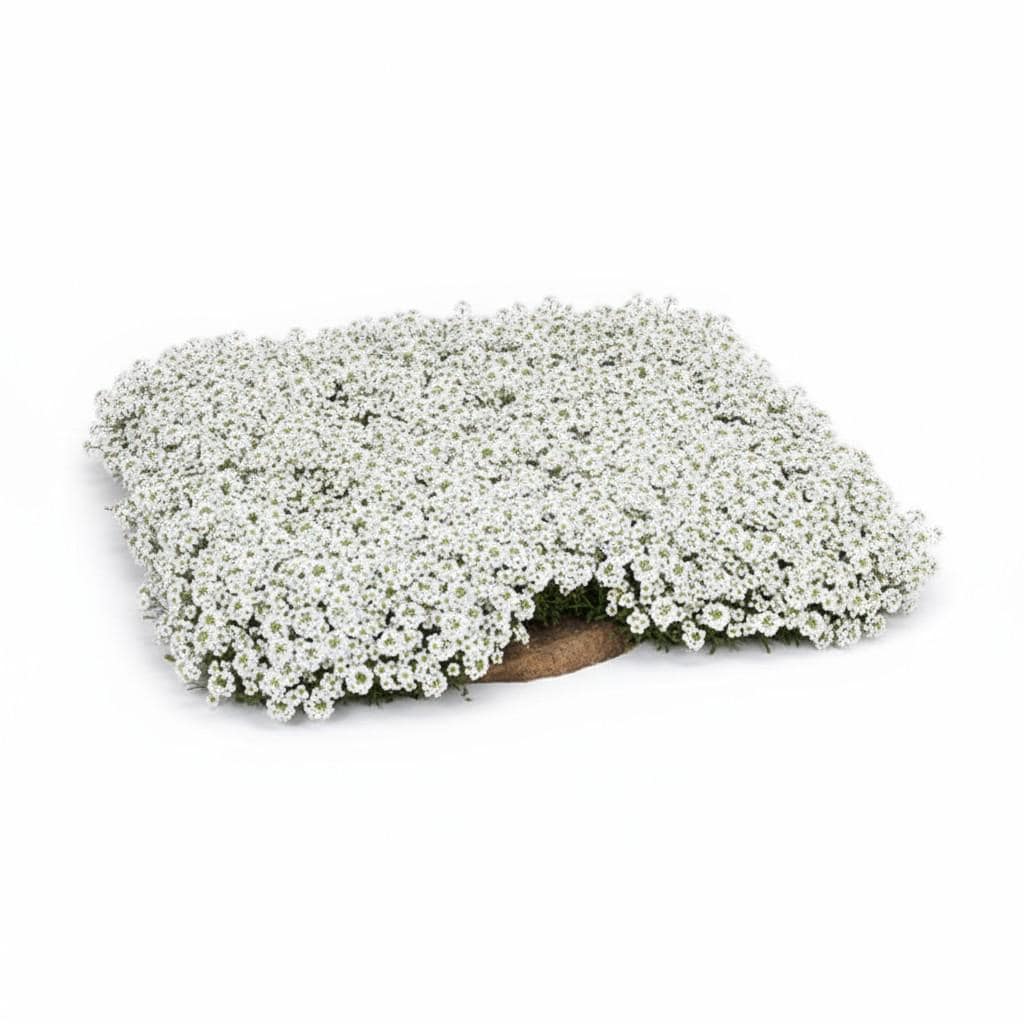 500 Seeds White Creeping Thyme & Rock Cress Ground Cover, Non‑GMO, Perennial Pollinator-Friendly Blooms