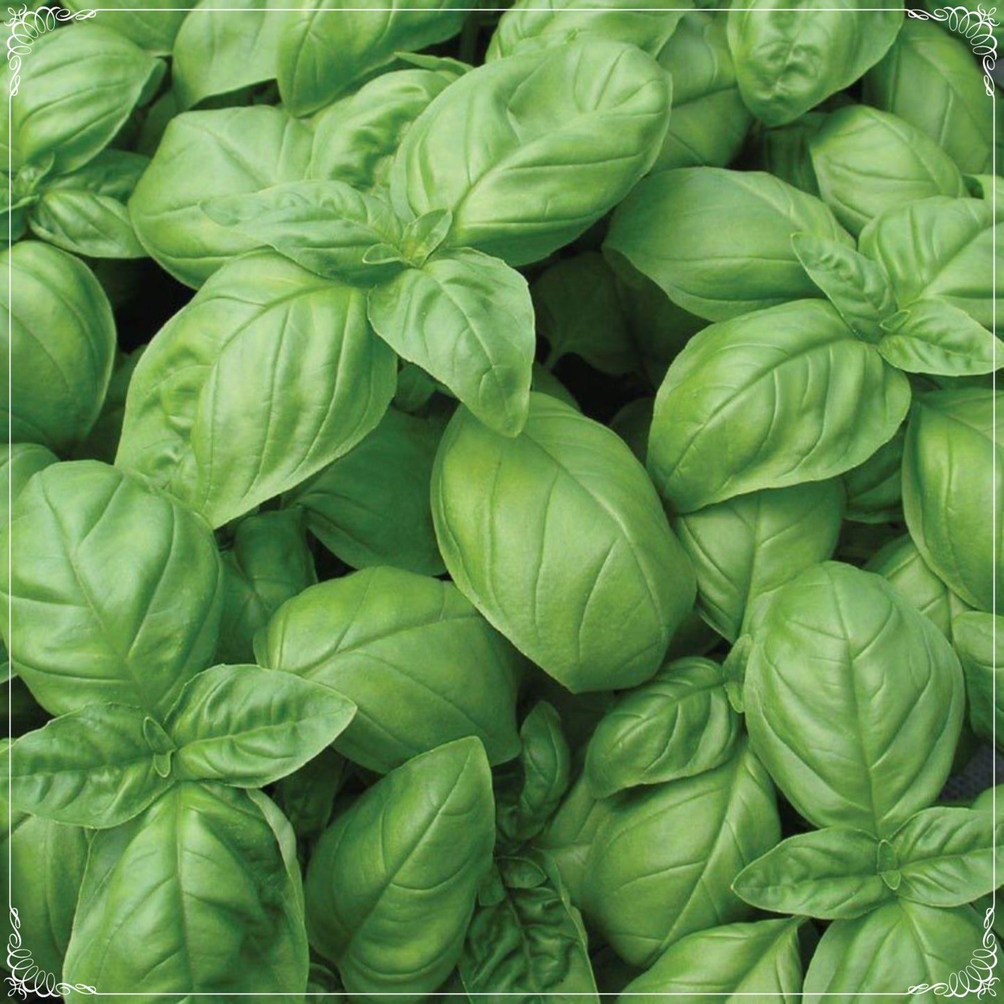 500 Seeds Natural Sweet Green Flesh Broad Leaf Genovese Basil Seed, Aromatic Herbs, Italian Traditional Basil