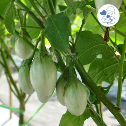 50 Seeds Green Turtle Eggplant, Thai Vegetable, Small Brinjal, Natural, Non GMO