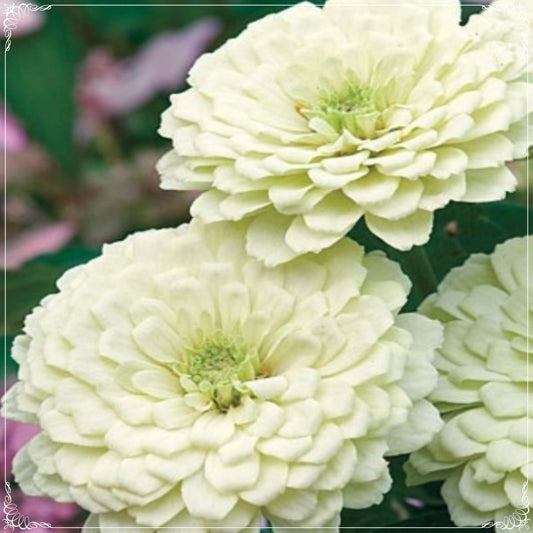 20 Seeds Super Yoga White Zinnia Elegans Seed, Flower, Natural, Non GMO, Heirloom, Easy To Grow