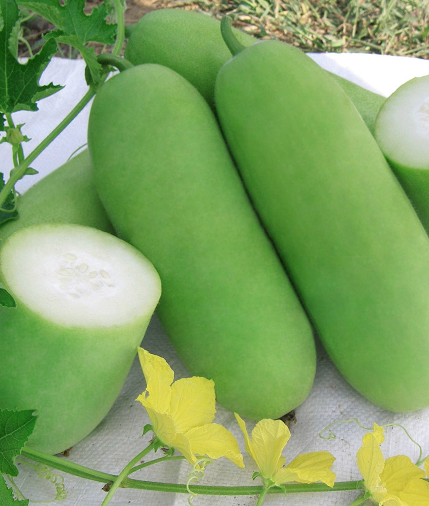 10 Seeds Fawn Wax Gourd Seeds, Faeng Sai Tan Thai Squash, Benincasa Hispida, Natural, Non GMO