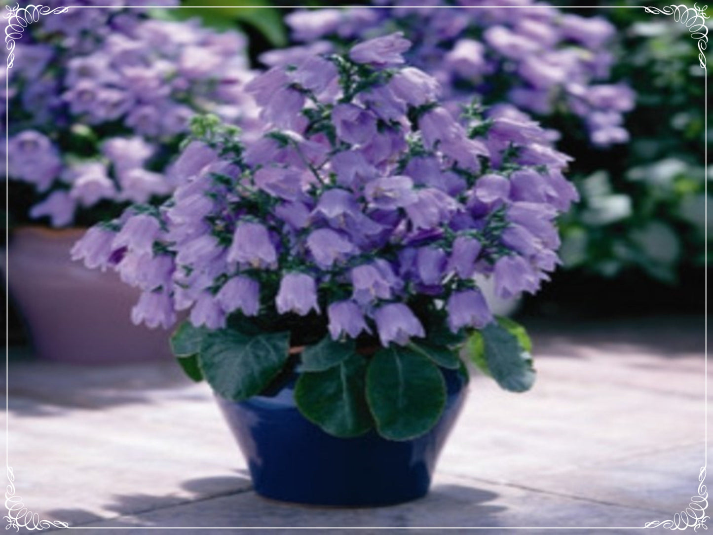 50 Seeds Isabella Dark Blue Bellflower Seed, Campanula, Natural, Non GMO, Heirloom, Little Bell