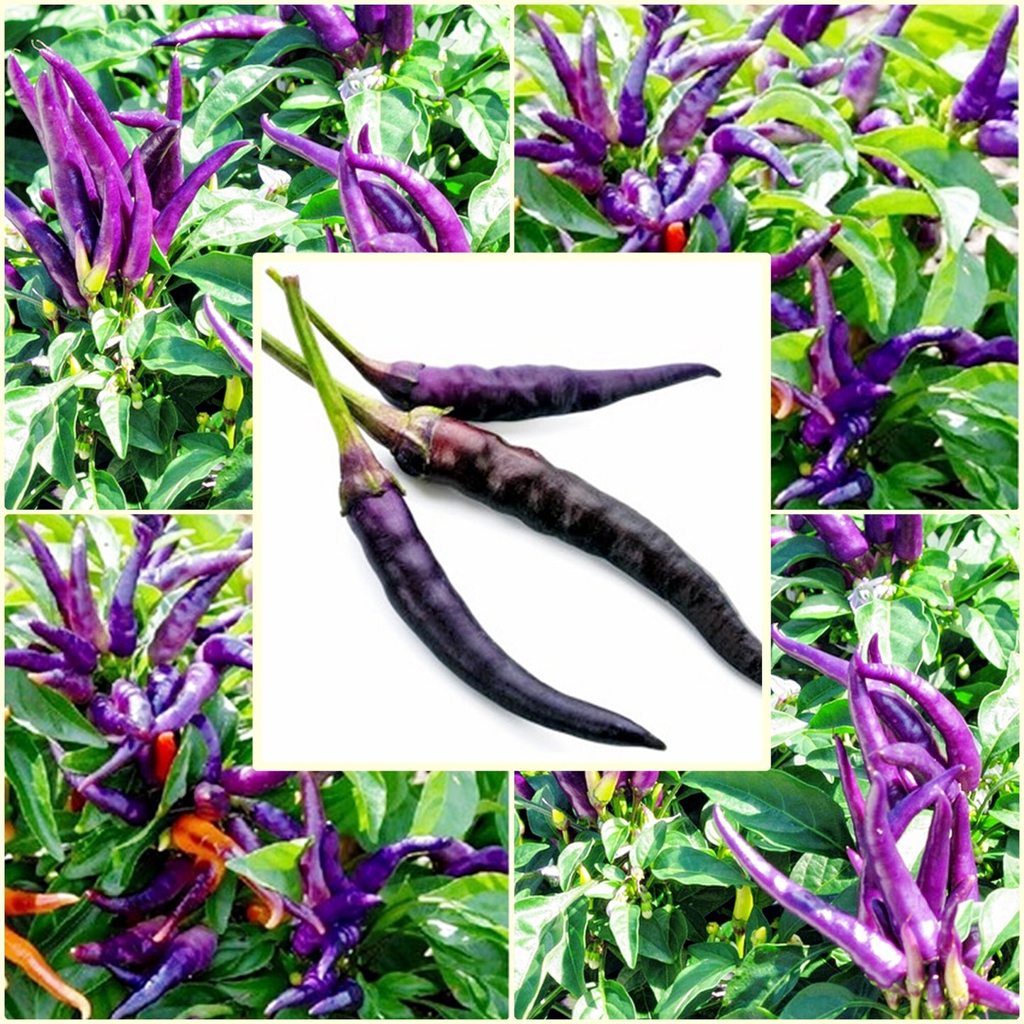 50 Seeds Purple Gin Pepper, Cayenne Chili, Natural, Non GMO
