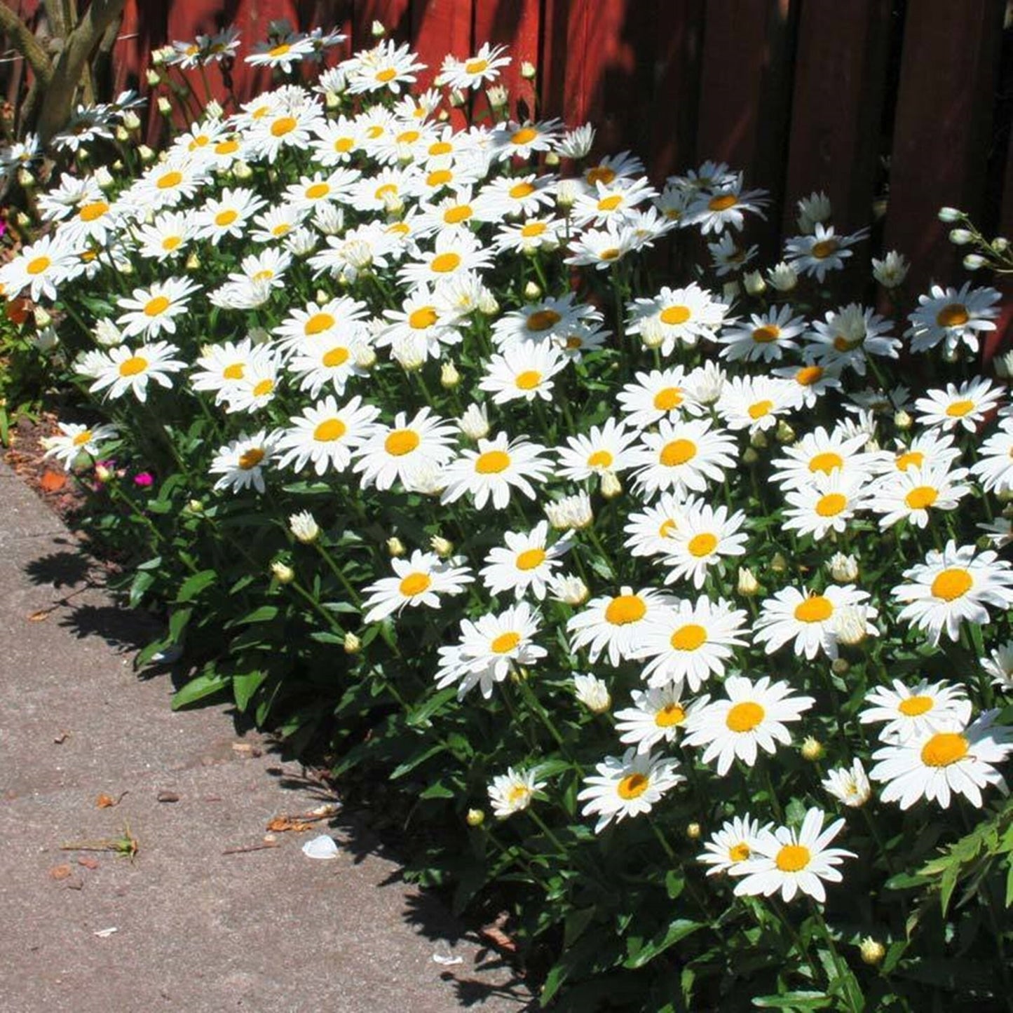 50 Seeds Large White Daisy Flower Seeds, Chrysanthemum Maximum, Marguerite, Heirloom
