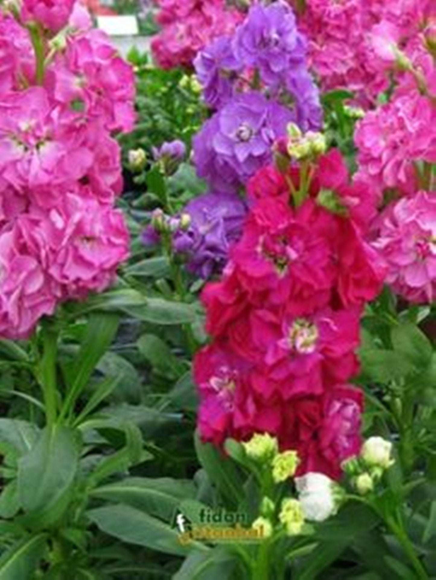 50 Seeds Mixed Gillyflower Seeds, Brompton Stock, Matthiola incana, Heirloom