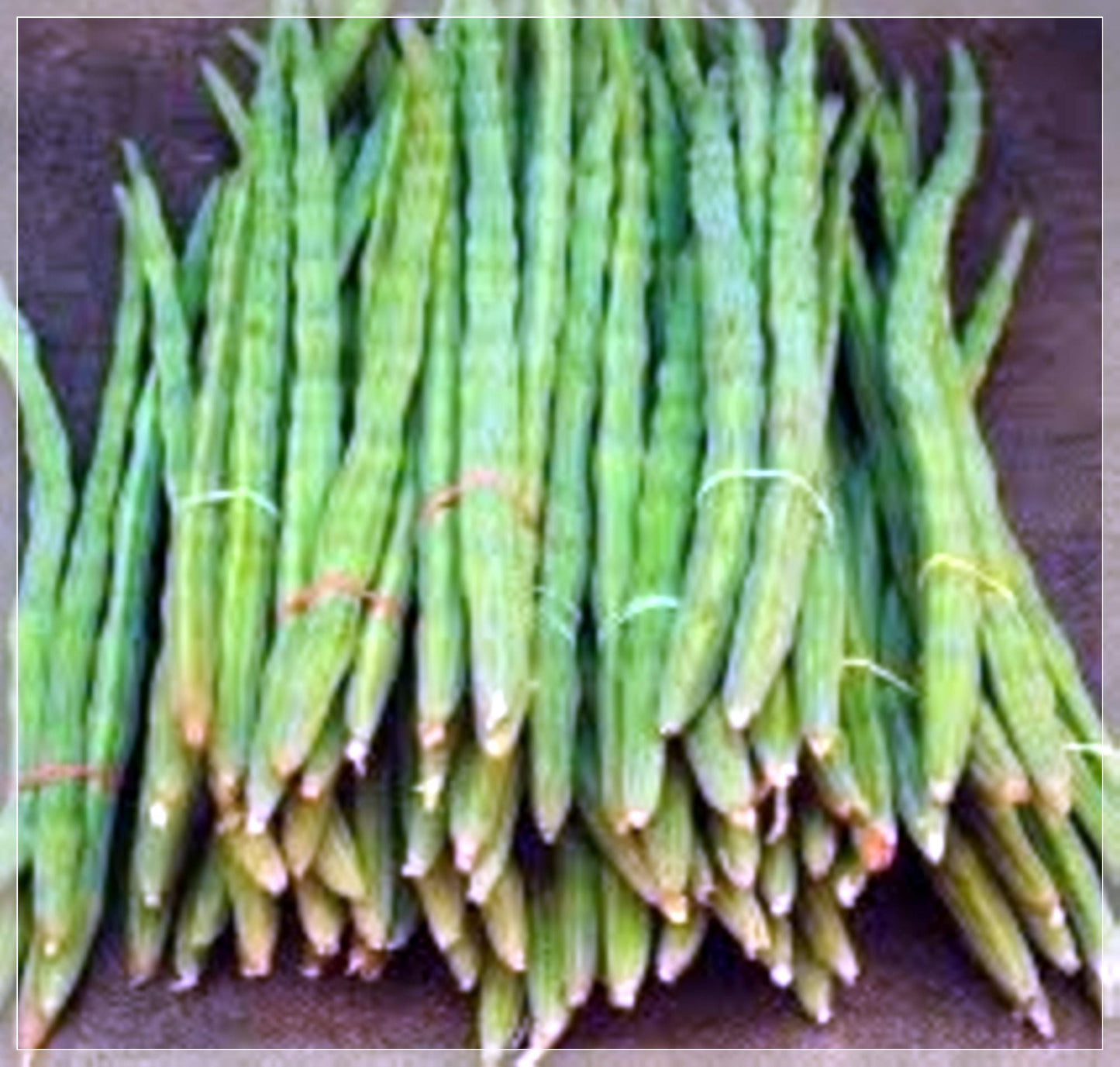 3 Seeds Moringa Drumstick Seeds, Horseradish Tree, Malunggay, Natural