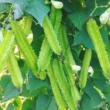 5 Seeds Green Winged Beans, Dragon Bean, Thai Vegetable, Natural, Non GMO