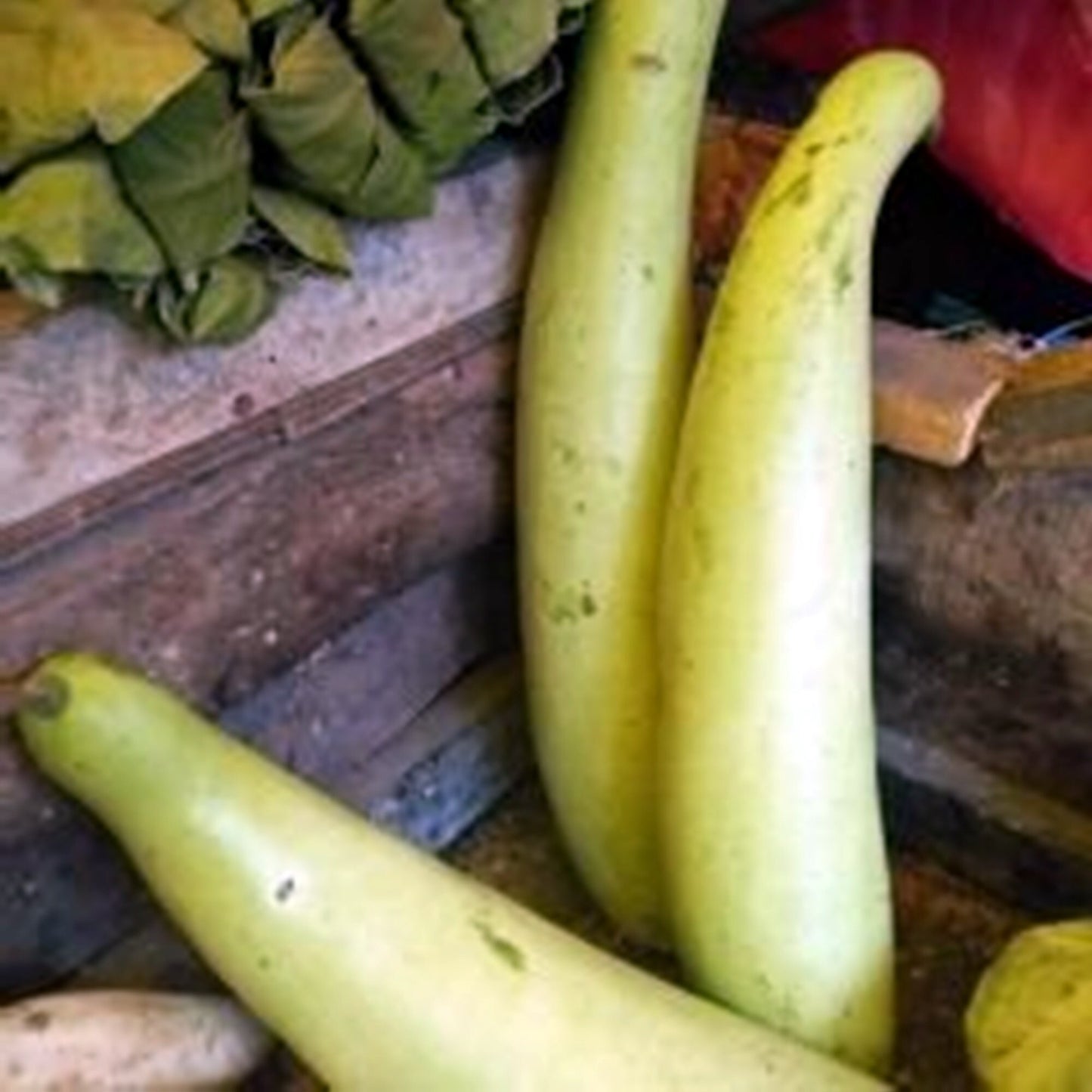 5 Seeds Bottle Gourd Lauki Edible Vine Hi Loan Squash, Natural, Non GMO