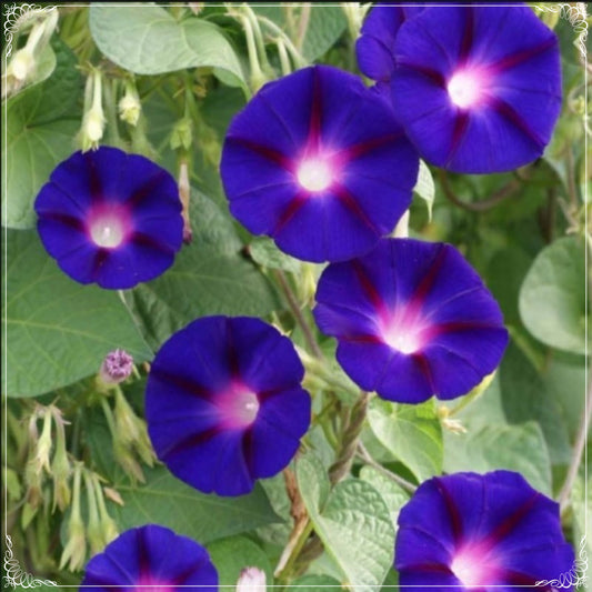 5 Seeds Grandpa Ott's Morning Glory Seeds, Purple Claret Red Striped Ipomoea Flower, Natural, Non GMO, Heirloom