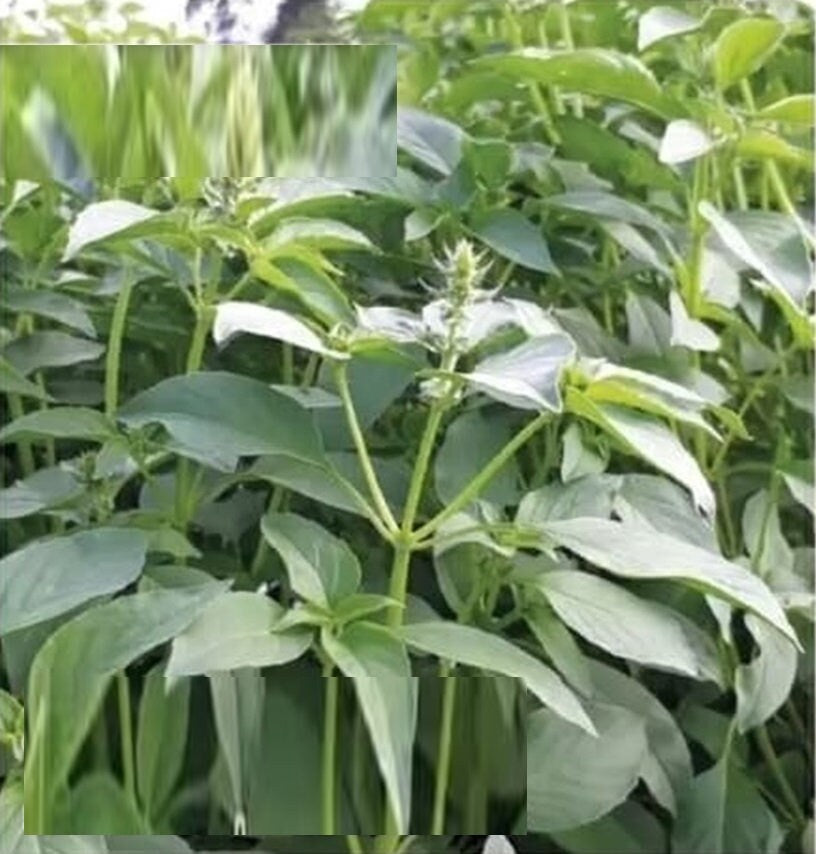 100 Seeds Soft Fragrant Basil, Mildly Fragrant Hairy Basil, Thai Plant, Natural, Non GMO