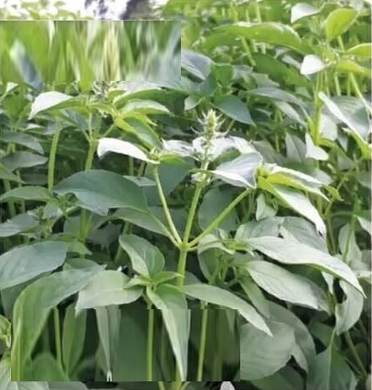 100 Seeds Soft Fragrant Basil, Mildly Fragrant Hairy Basil, Thai Plant, Natural, Non GMO