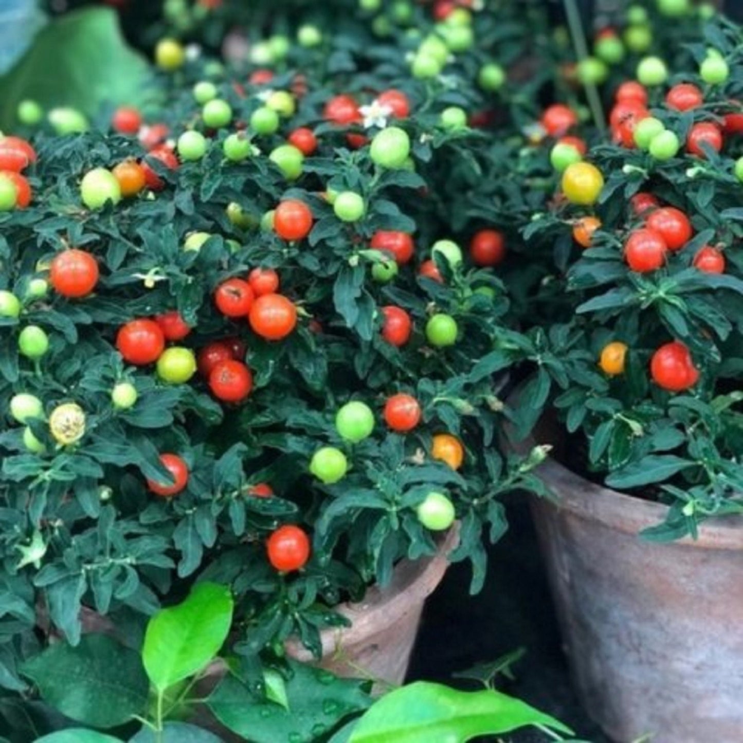 100 Seeds Little Hot Marbles Pepper, Capsicum Annuum, Edible Ornamental Small Round Bitter Peppers, Natural, Non GMO, Heirloom