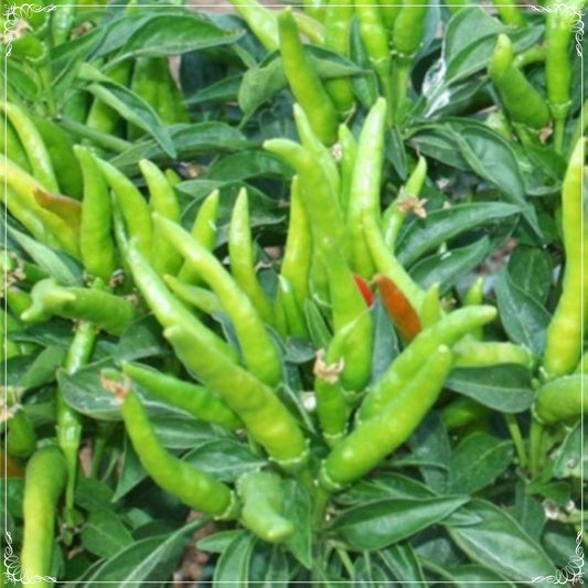 100 Seeds Five Fingers Hot Prolific Edible Ornamental Pepper Seed, Bitter Chili Natural, Non GMO, Heirloom