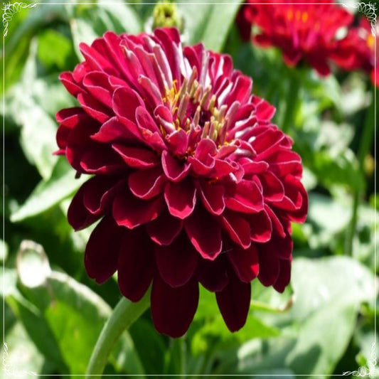 20 Seeds Super Yoga Elegans Dark Red Zinnia Seed, Flower, Natural, Non GMO, Heirloom