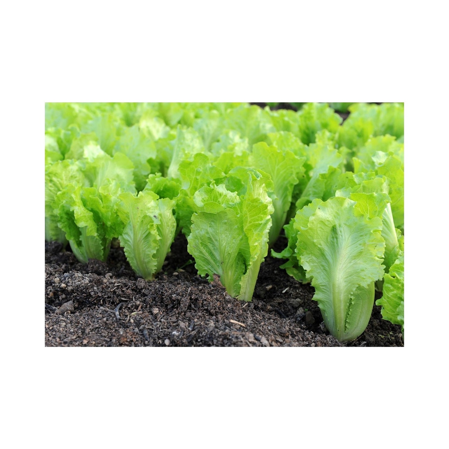 1000 Seeds Cosberg Sweet Lettuce Seed Natural, Non GMO, Heirloom