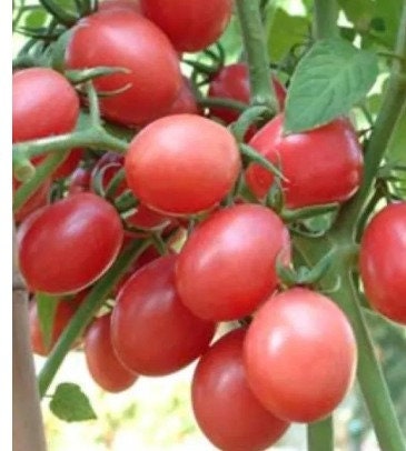 100 Seeds Fragrant Sida Tomato, Thai Local Pink Cherry Tomatoes, Natural, Heirloom