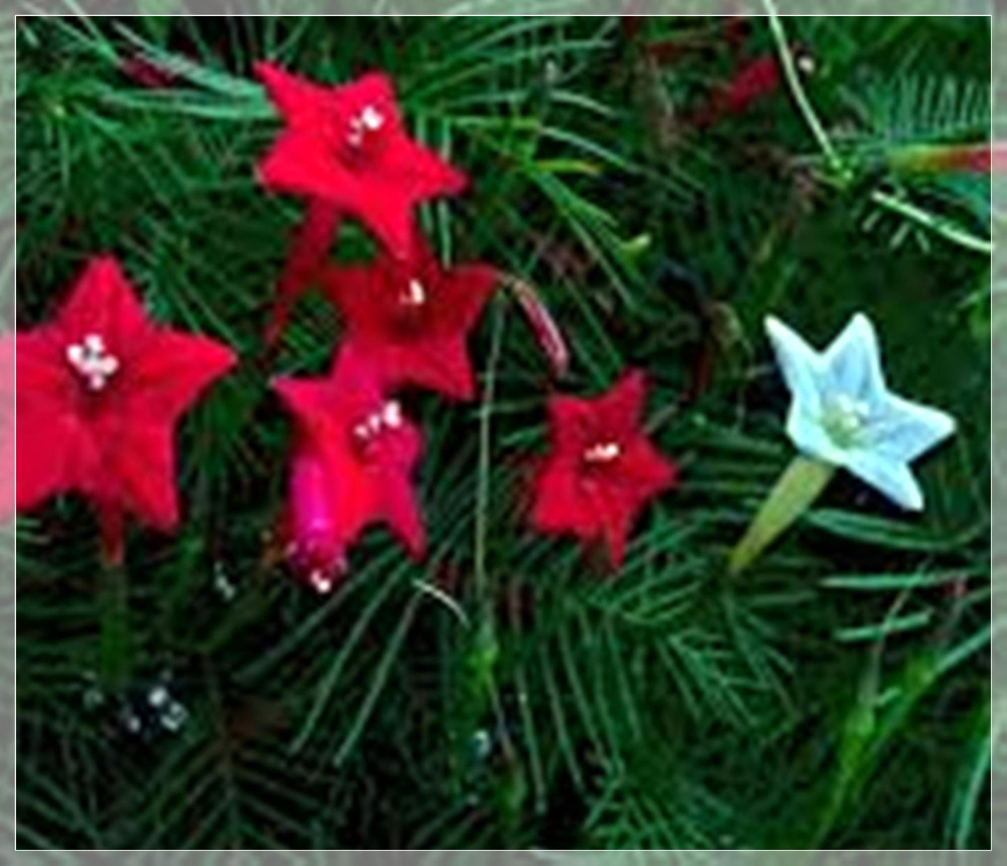 10 Seeds Red Cypress Vine, Ipomoea Quamoclit, Cardinal Climber