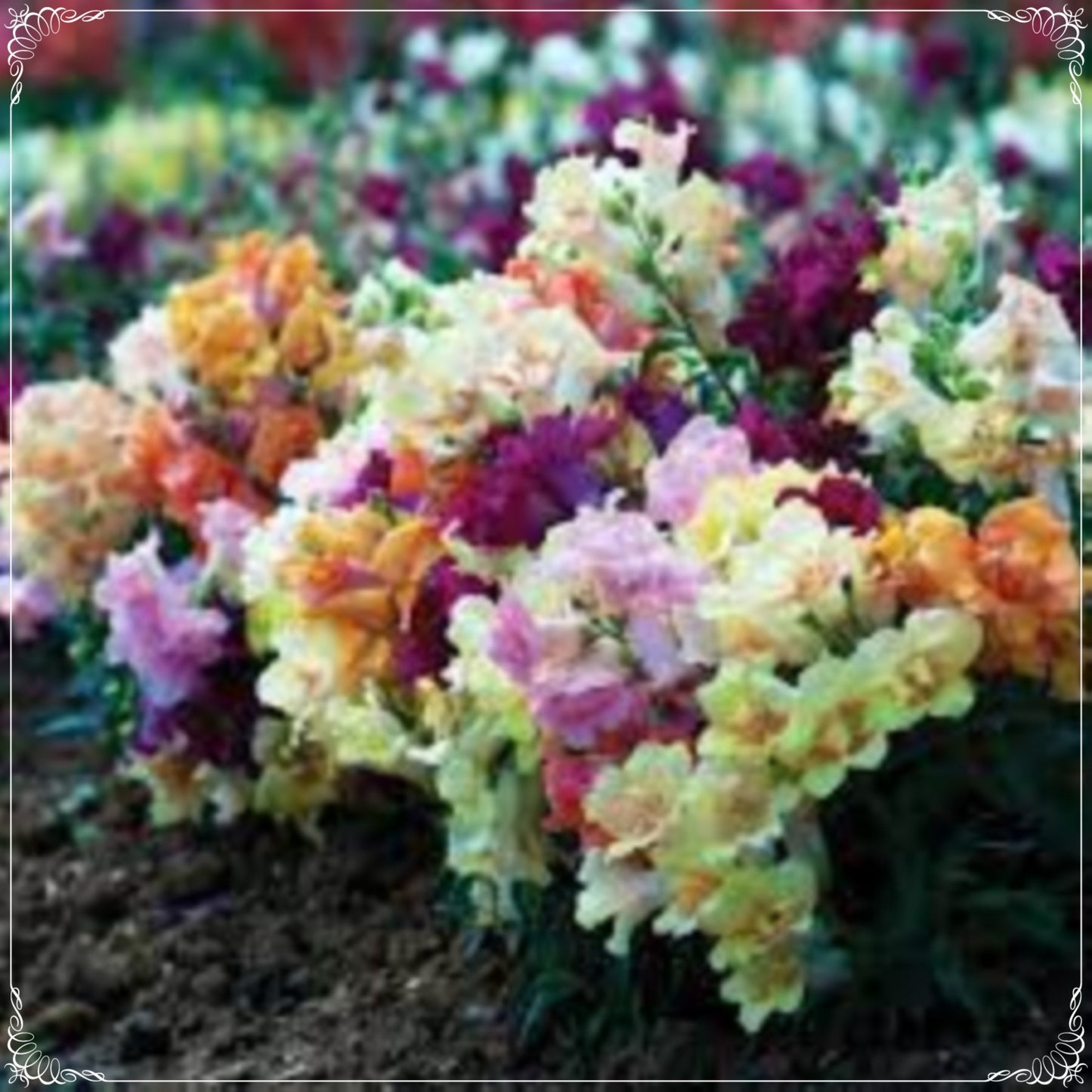 30 Seeds Mixed Large Flowered Snapdragon Seed, Antirrhinum Majus, Natural, Heirloom