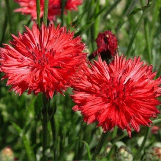 10 Seeds Red Bachelor's Button Flower Seed, Cornflower, Centaurea Cyanus, Heirloom