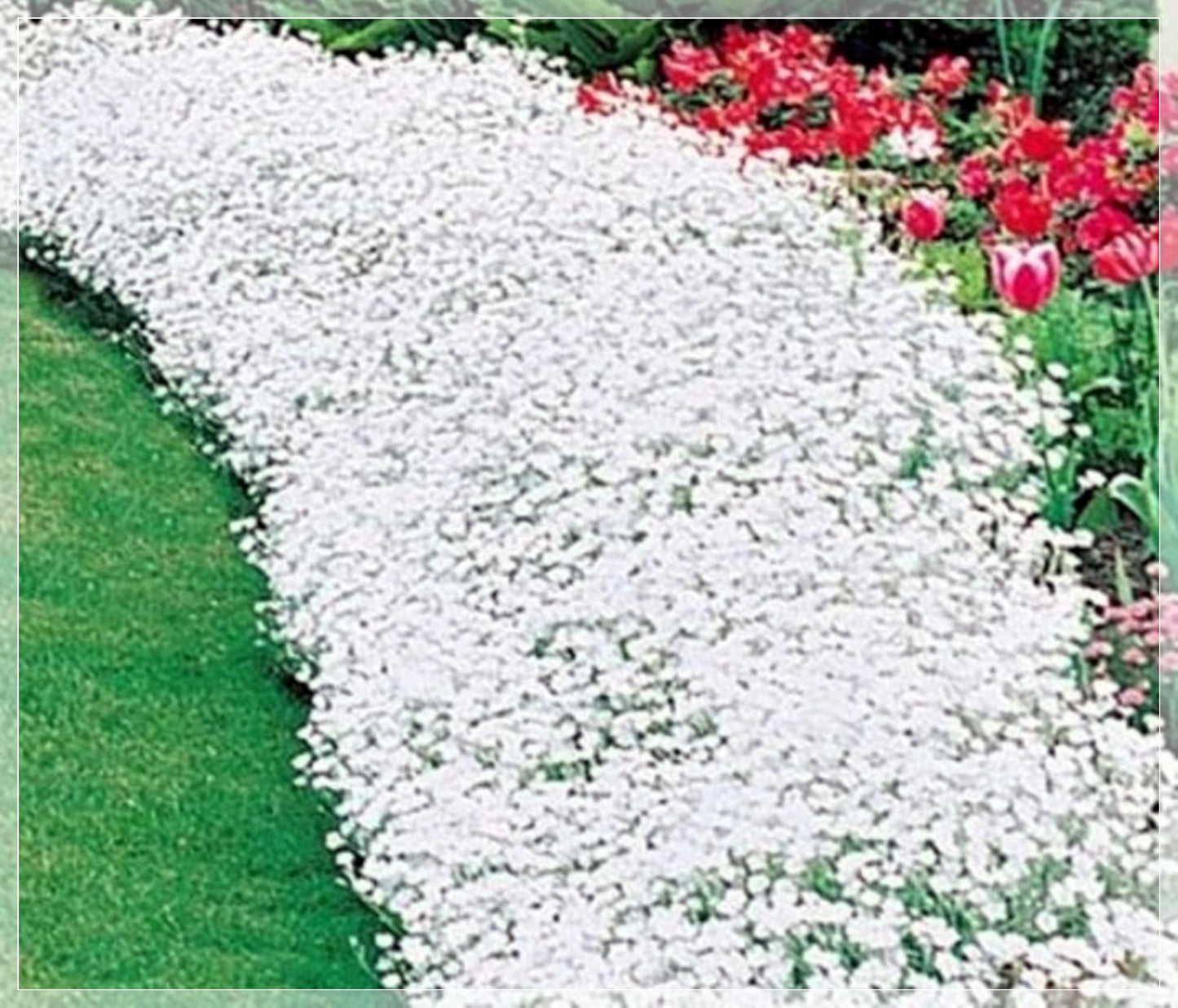 100 Seeds White Creeping Thyme, Rock Cress, Thymus Praecox Coccineus, Natural, Non GMO