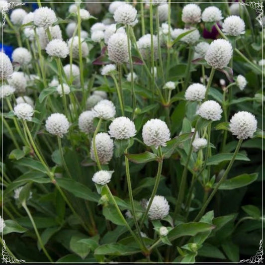20 Seeds Gomphrena Globosa White Medina Flower Seed, Globe Amaranth, Natural, Non GMO, Heirloom