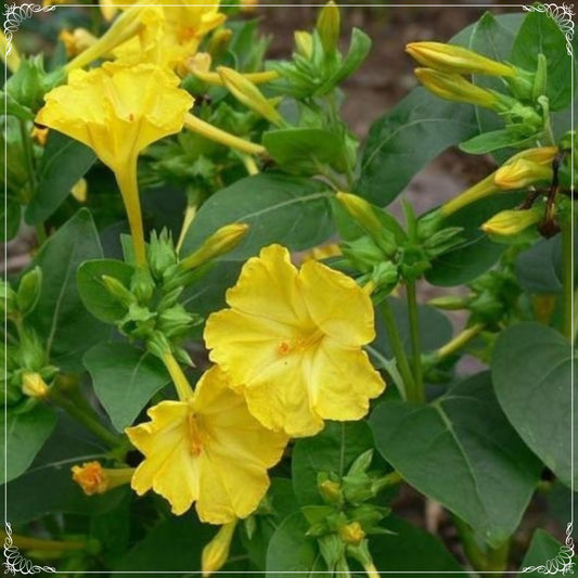10 Seeds Yellow Dream Yellow Four O Clock aka Marvel of Peru Mirabilis Jalapa Flower Seeds, Evening Primrose Seed