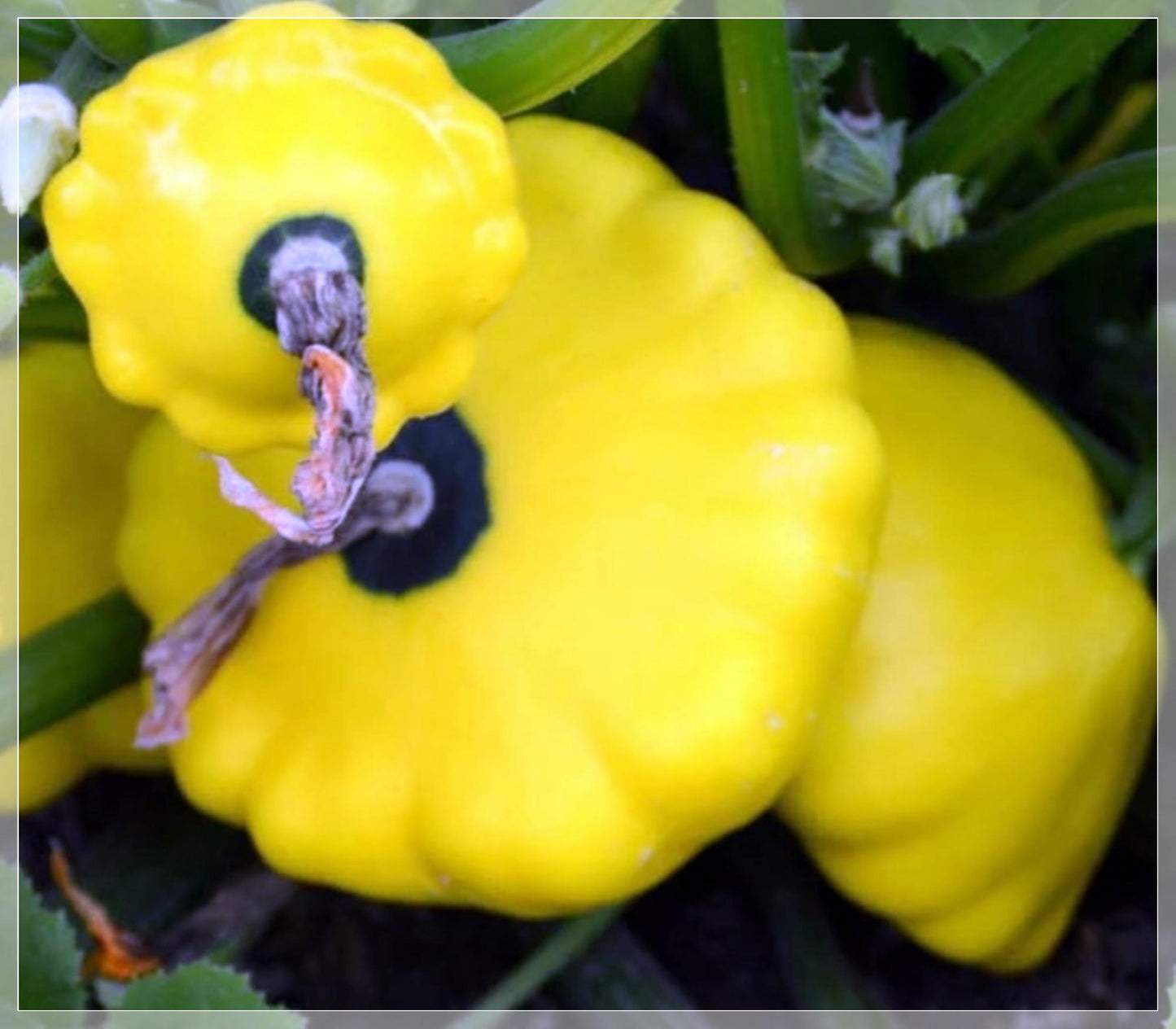 5 Seeds Yellow Bush Scallop Summer Squash Seeds, Pattypan, Vegetable, Natural, Non GMO, Heirloom