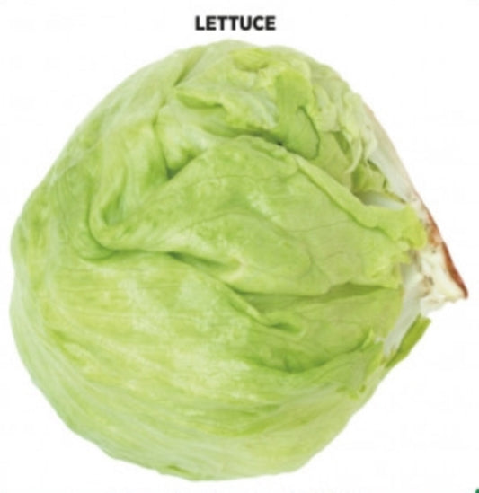 500 Seeds Iceberg Lettuce Seed, Crisphead Lettuce, Green Salad , Natural, Non GMO, Heirloom