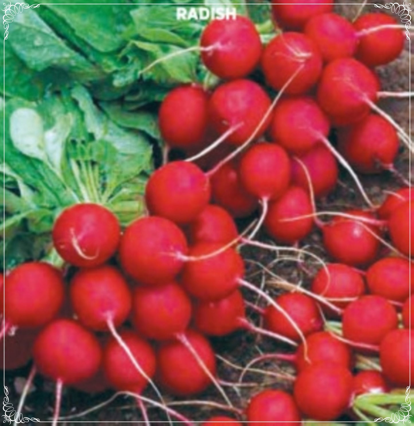 200 Seeds Cherry Belle Radish Seed, Tiny Nut Radish Natural, Non GMO, Heirloom, Easy To Grow