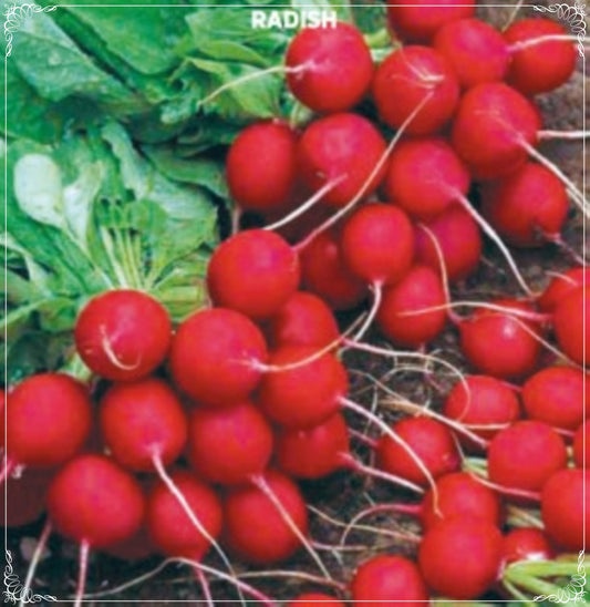 200 Seeds Cherry Belle Radish Seed, Tiny Nut Radish Natural, Non GMO, Heirloom, Easy To Grow