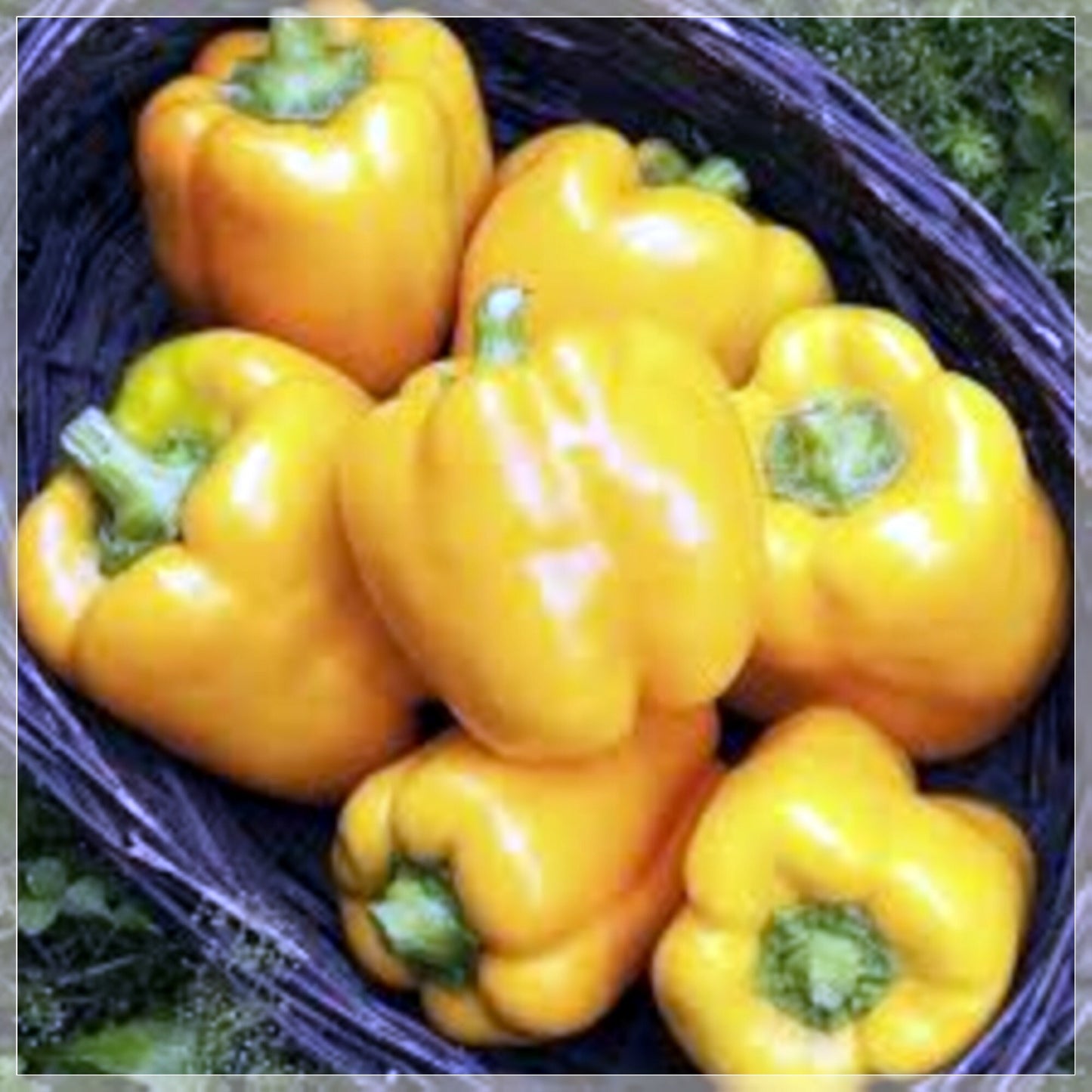 10 Seeds Golden Wonder Yellow California Bell Pepper, Natural, Non GMO