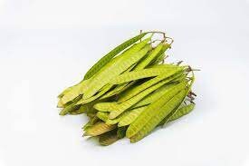 20 Seeds Acacia House Lead Tree, Jumbay, Pearl Wattl, River Tamarind, Thai Plant, Natural, Non GMO