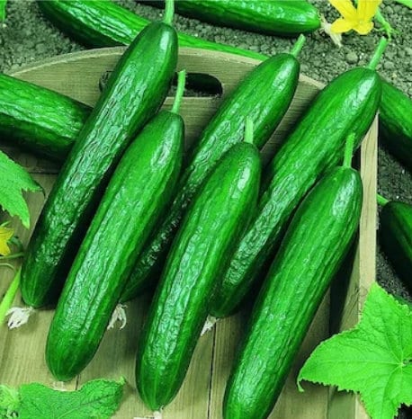 50 Seeds Super Beit Alpha Cucumber, Persian, Lebanese Cucumber, Fragrant Manny, Natural, Non GMO, Heirloom