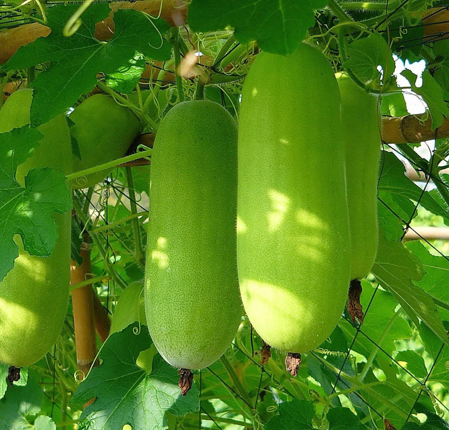 10 Seeds Fawn Wax Gourd Seeds, Faeng Sai Tan Thai Squash, Benincasa Hispida, Natural, Non GMO