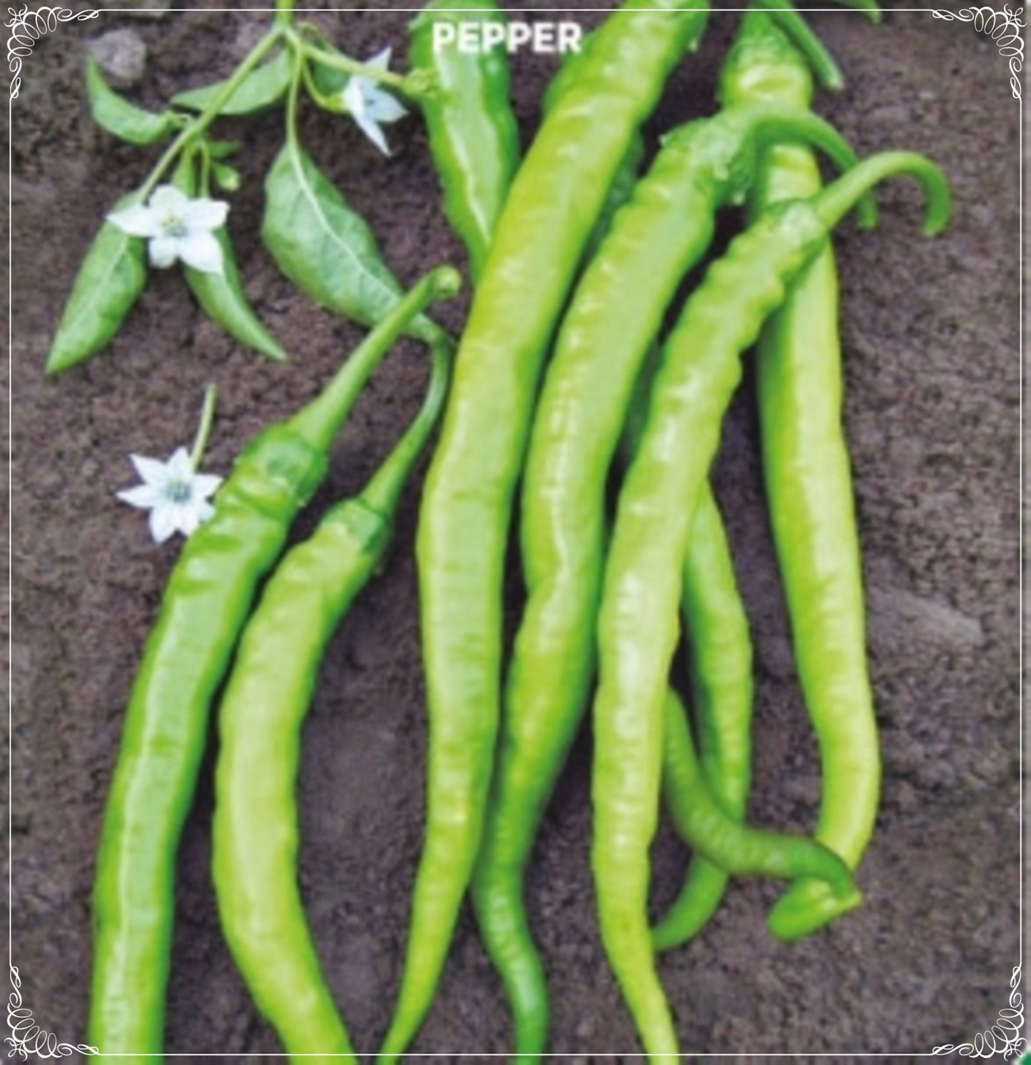 100 Seeds Sweet Slim Pepper Seed, Sweet Chili, Natural, Non GMO, Heirloom, Easy To Grow