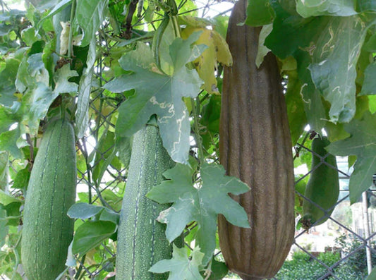 10 Seeds Natural Luffa Sponge Gourd Seeds, Smooth Luffa, Dishrag Gourd, Loofah, Natural, Non GMO, Heirloom