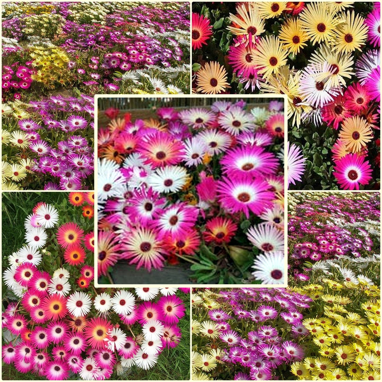 1000 Seeds Baby Sun Rose, Mesembryanthemum Cordifolium, Ice plant Flower