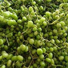 25 Seeds Thornless Pea Eggplant, Green Jade Bunch Eggplant, Pheuang Phueang Manee, Thai Vegetable