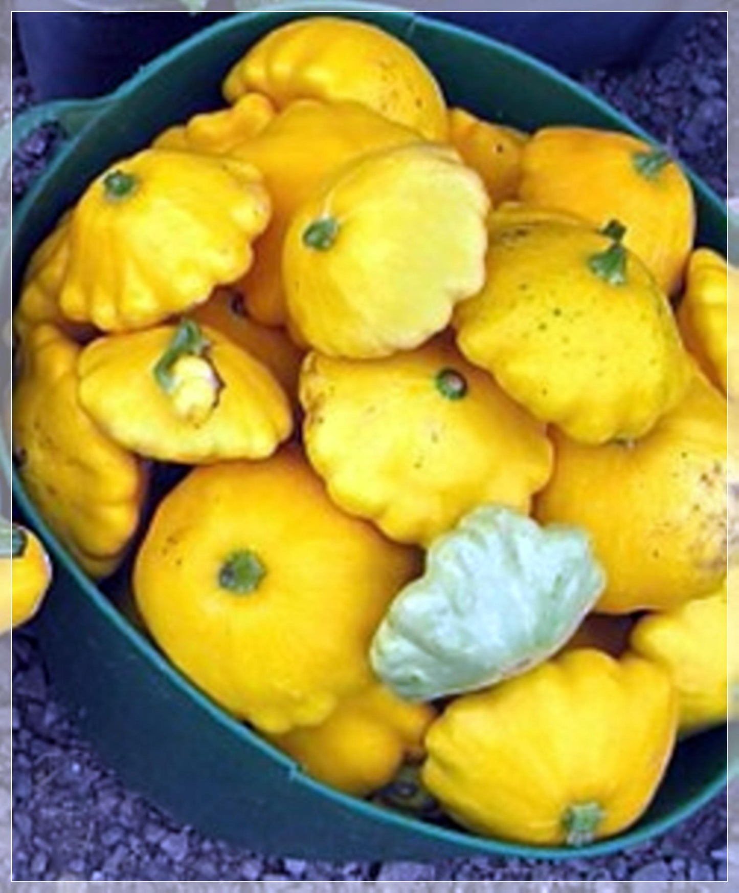 5 Seeds Yellow Bush Scallop Summer Squash Seeds, Pattypan, Vegetable, Natural, Non GMO, Heirloom