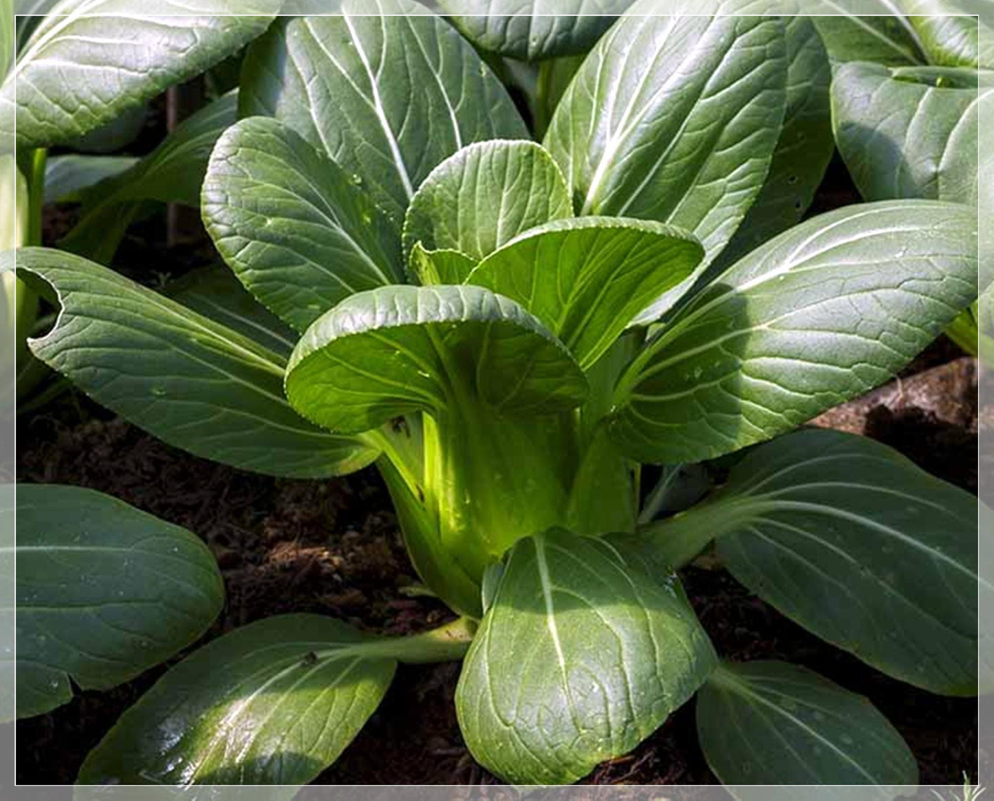 100 Seeds Pak Choi, Chinese Cabbage, Brassica Rapa, Canton Pak Choy, Heirloom, Natural Asian Greens