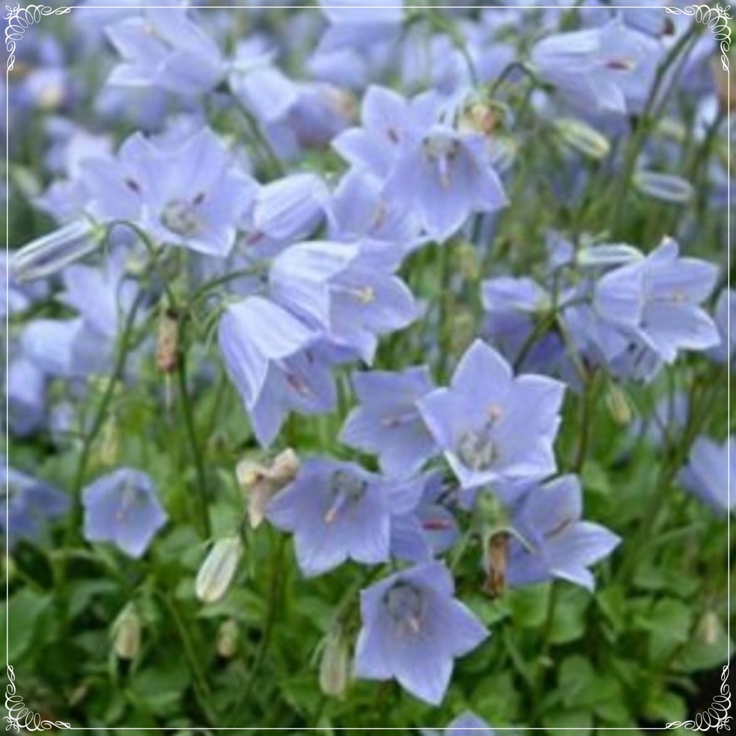 50 Seeds Light Blue Campanula Seed, Bellflower, Natural, Non GMO, Heirloom, Little Bell