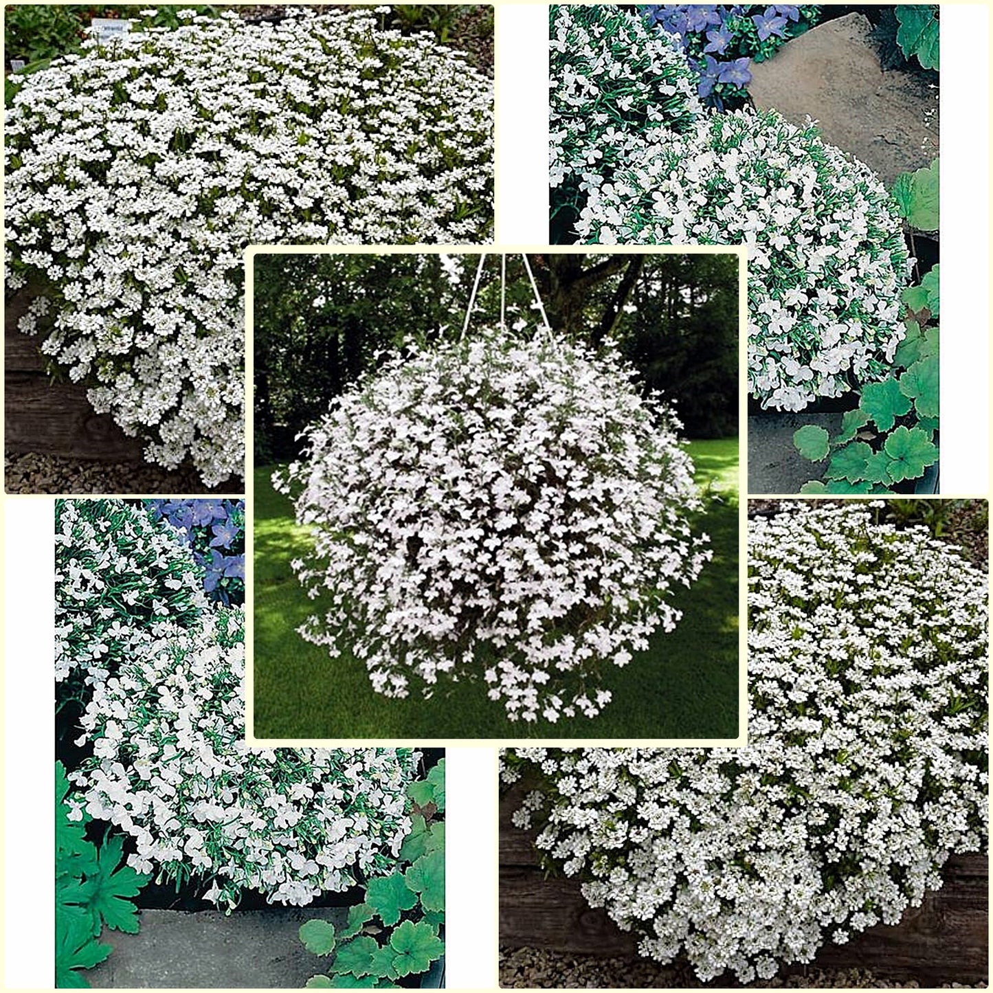 100 Seeds Hanging White Lobelia Pendula, Hang-downing Cascade Flower