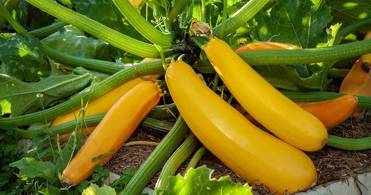 10 Seeds Yellow Zucchini, Golden Summer Squash, Thai Vegetables, Queen Courgette, Non GMO