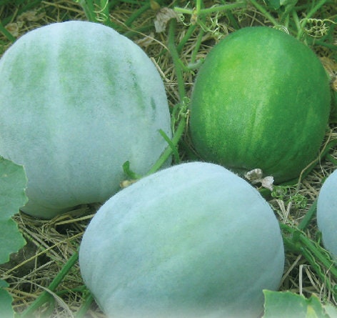 10 Seeds Wax Gourd, Round-Shaped Fragrant Pumpkin, Pandanus scent, Thai Squash