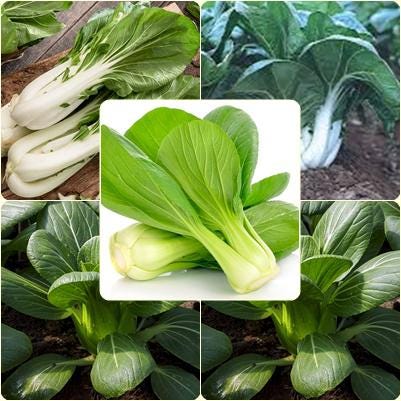 100 Seeds Pak Choi, Chinese Cabbage, Brassica Rapa, Canton Pak Choy, Heirloom, Natural Asian Greens