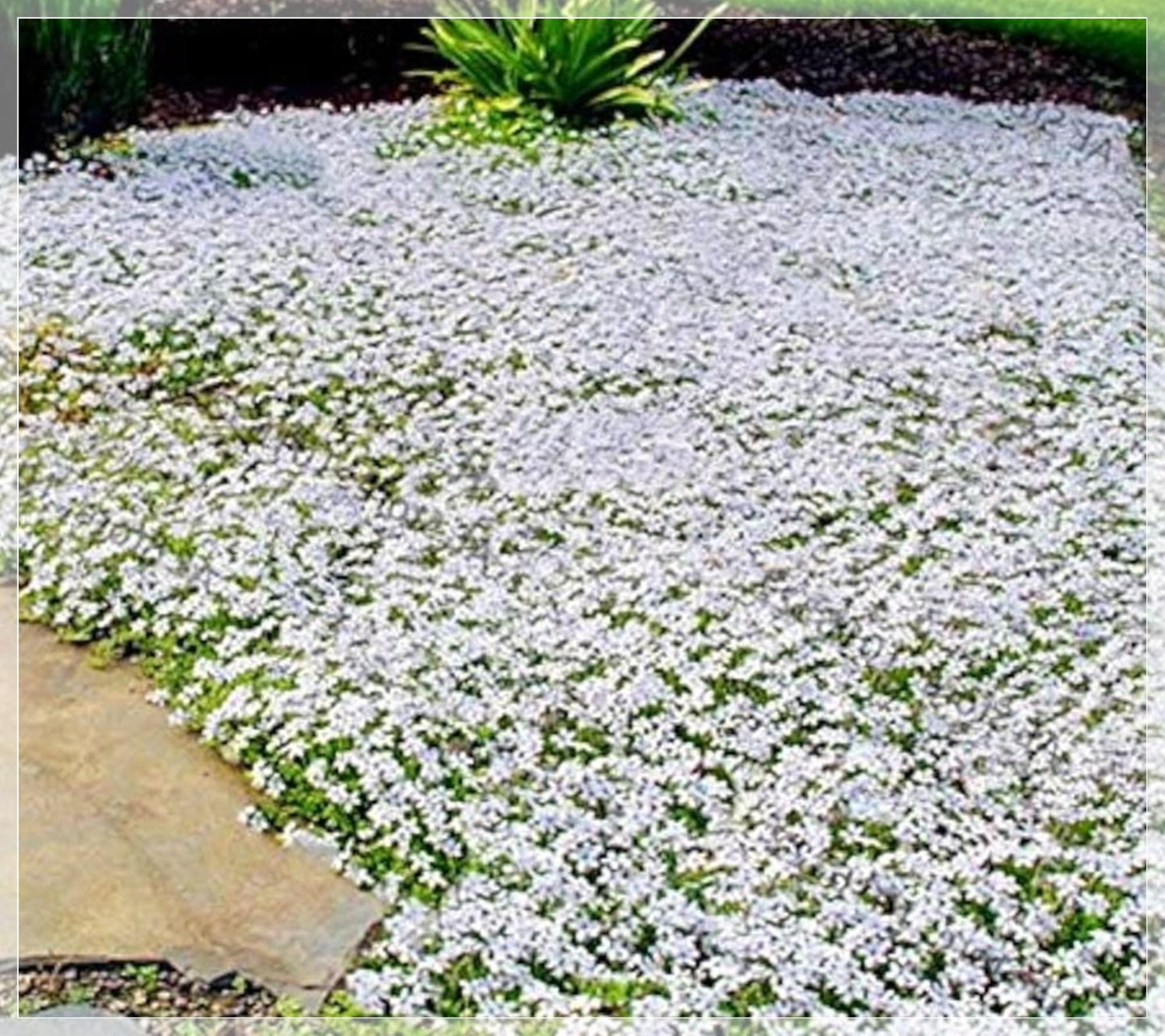 500 Seeds White Creeping Thyme & Rock Cress Ground Cover, Non‑GMO, Perennial Pollinator-Friendly Blooms
