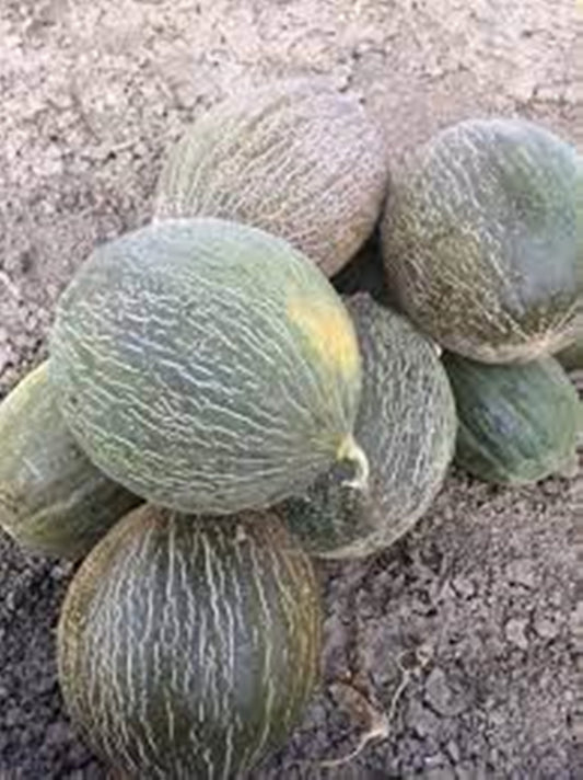 15 Seeds Chocolate Melon Seeds, Santa Claus Natural, Non GMO, Heirloom